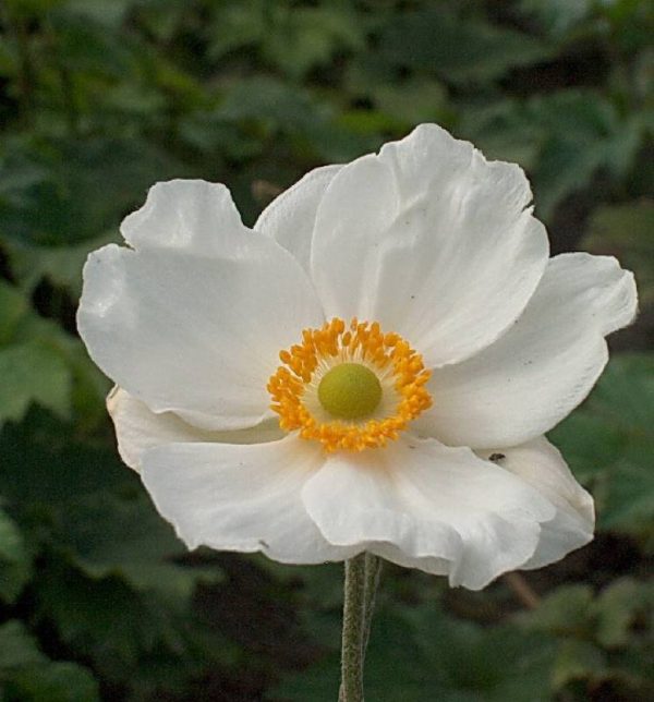 Anemone japonica Andrea Atkinson