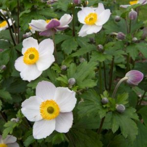 Anemone hybride Elfin Swan® PBR