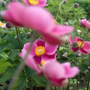 Anemone jap. Hadspen Abundance
