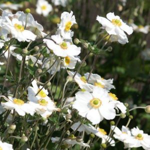 Anemone japonica Honorine Jobert