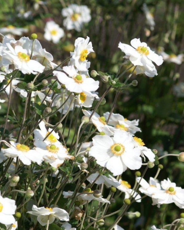 Anemone japonica Honorine Jobert