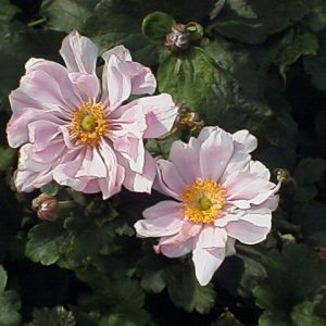 Anemone japonica Königin Charlotte