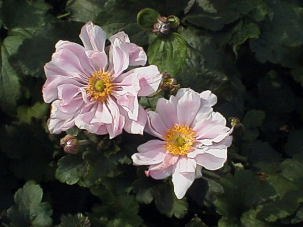 Anemone japonica Königin Charlotte