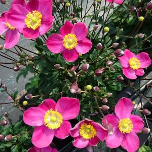 Anemone Little Summer Breeze
