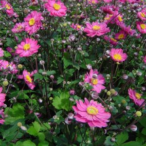 Anemone japonica Pamina