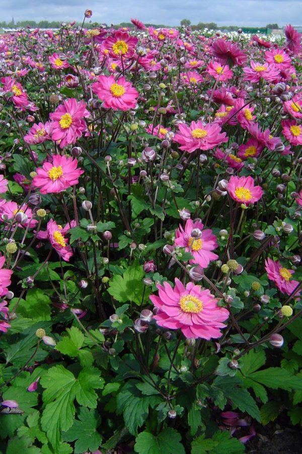 Anemone japonica Pamina
