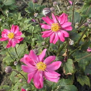 Anemone japonica Prinz Heinrich