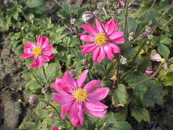 Anemone japonica Prinz Heinrich