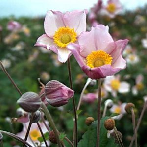 Anemone japonica Robustissima