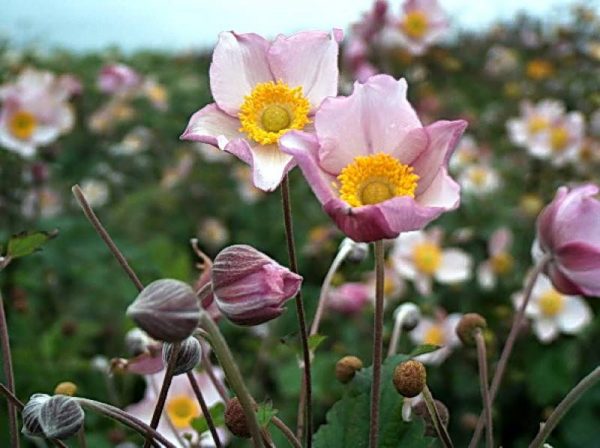 Anemone japonica Robustissima