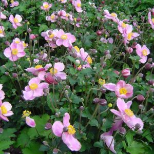 Anemone japonica September Charm
