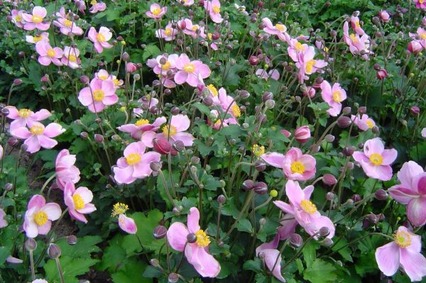 Anemone japonica September Charm