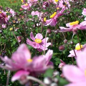 Anemone japonica Serenade
