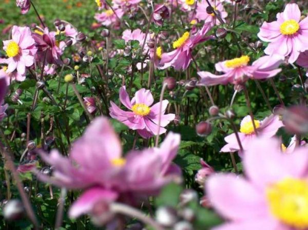 Anemone japonica Serenade