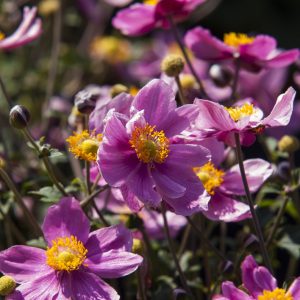 Anemone Summer Breeze