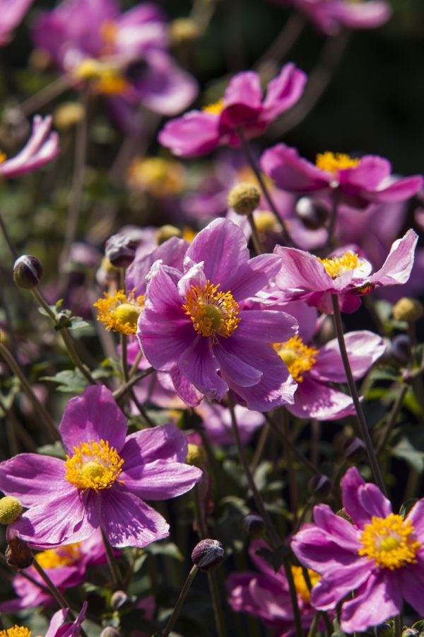 Anemone Summer Breeze