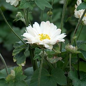 Anemone japonica Whirlwind