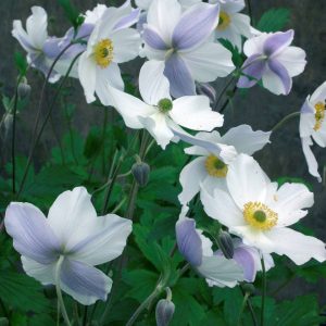 Anemone hybride Wild Swan® PBR