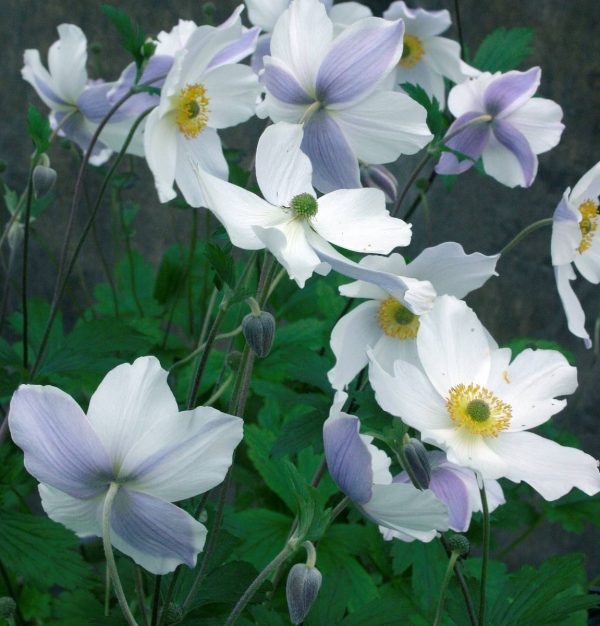 Anemone hybride Wild Swan® PBR