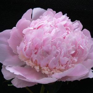 Paeonia  Angel Cheeks