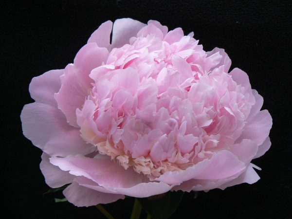 Paeonia  Angel Cheeks