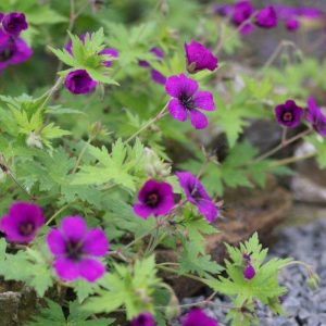 Geranium Ann Folkard