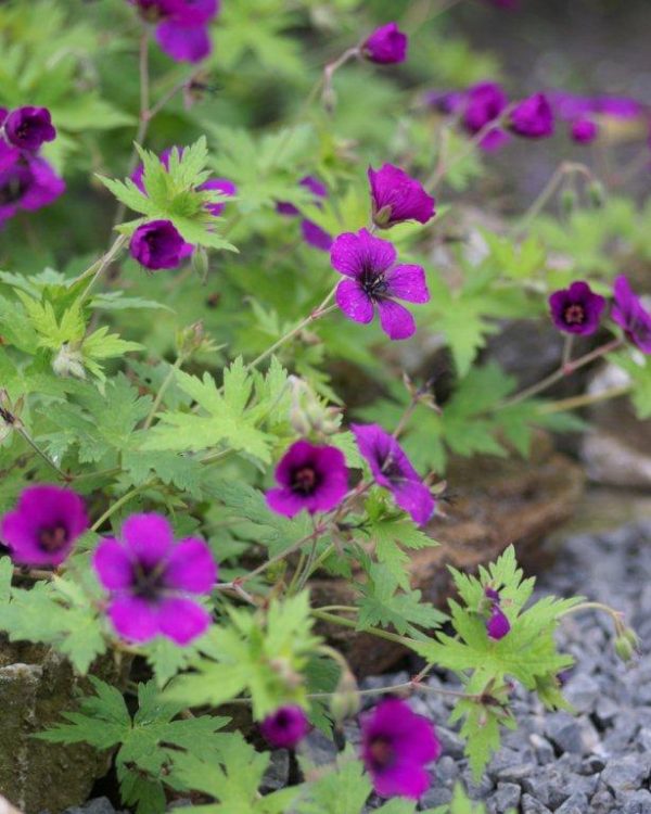 Geranium Ann Folkard
