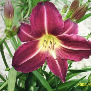 Hemerocallis Apres Moi