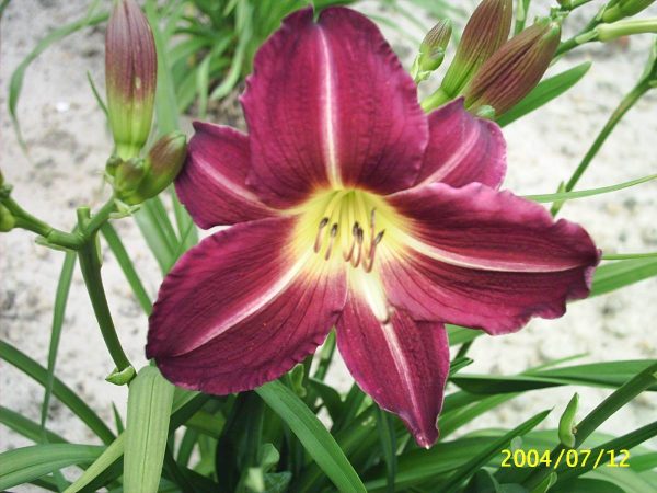 Hemerocallis Apres Moi