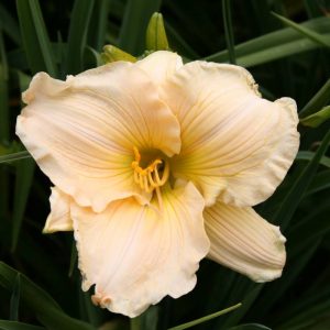 Hemerocallis Aquarelle