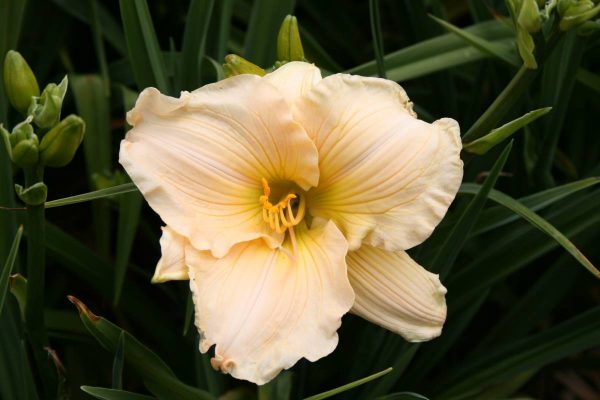 Hemerocallis Aquarelle