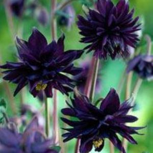 Aquilegia