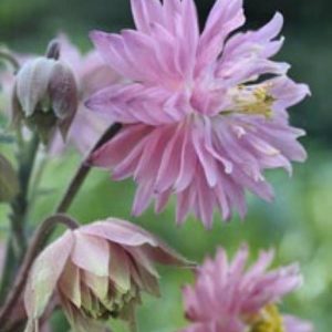 Aquilegia Barlow Pink