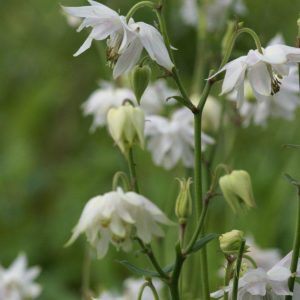 Aquilegia Green Apples