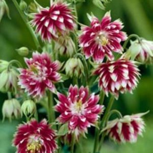 Aquilegia Nora Barlow