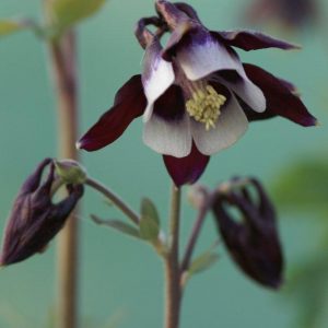 Aquilegia vulgaris William Guines