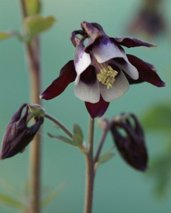 Aquilegia vulgaris William Guines