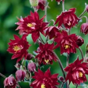 Aquilegia Ruby Port