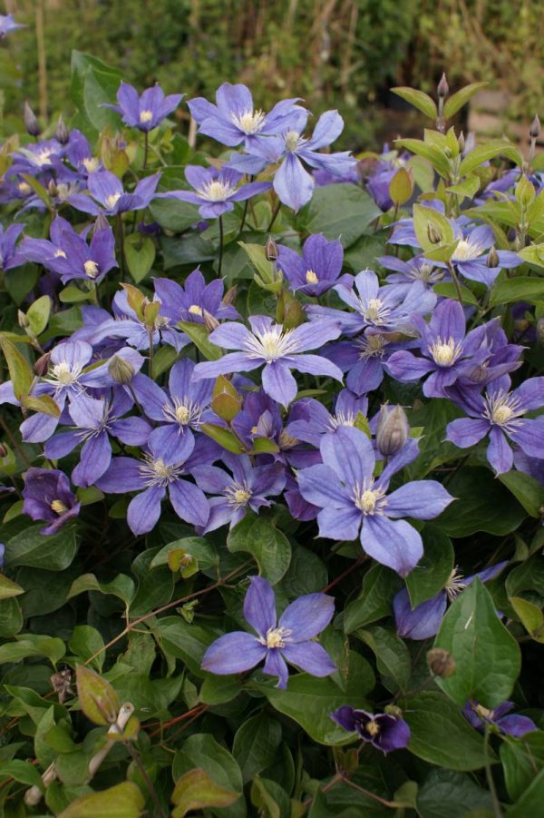 Clematis Arabella