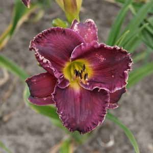Hemerocallis Arabian Magic