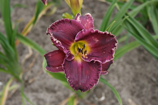 Hemerocallis Arabian Magic