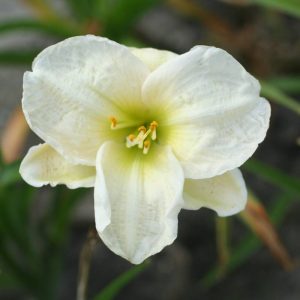 Hemerocallis Arctic Snow