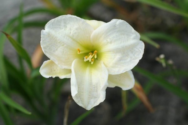 Hemerocallis Arctic Snow