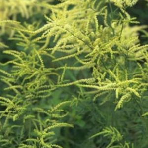 Aruncus