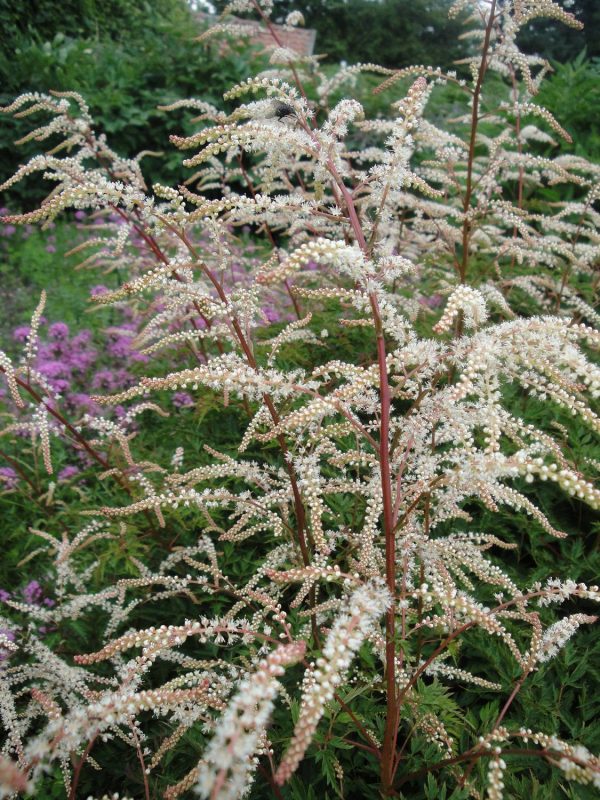 Aruncus Woldemar Meier