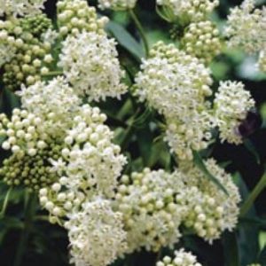 Asclepias incarnata Ice Ballet
