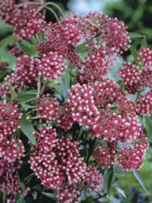 Asclepias incarnata Soulmate