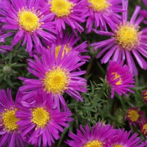 Aster dumosus