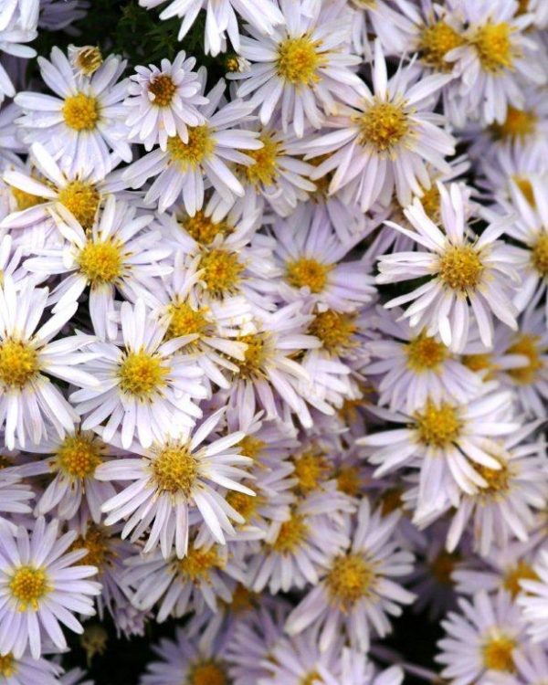 Aster dumosus Apollo