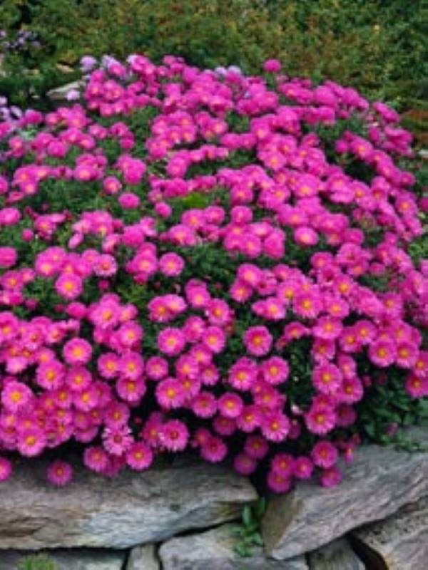 Aster novae-angliae Purple Dome